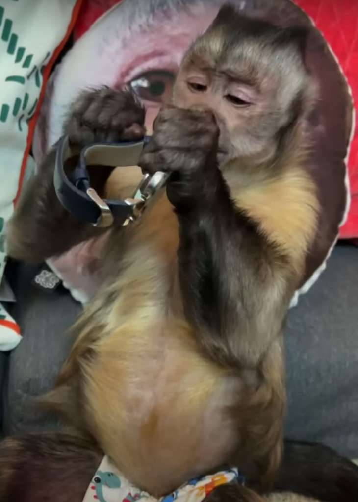 George the Monkey Unboxing a Couple of JJ Monaghan Watches